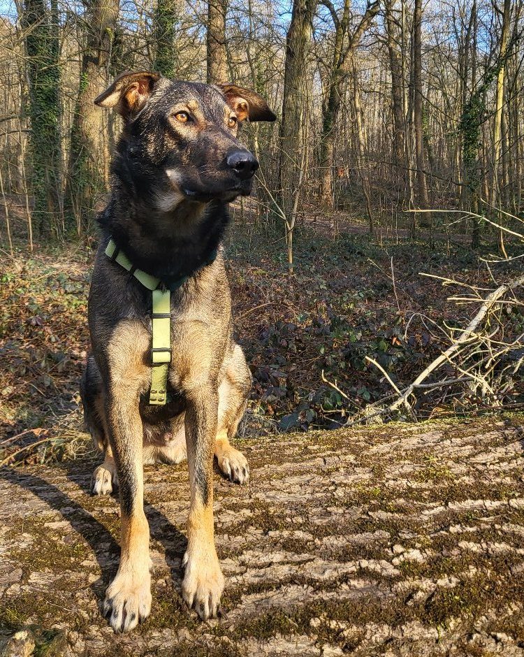 ma vision de l'éducation canine